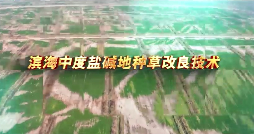 納茉農(nóng)場(chǎng)引進(jìn)農(nóng)科院鹽堿改良技術(shù)